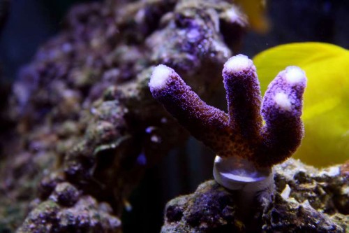 Koral 8 - Stylophora pistillata