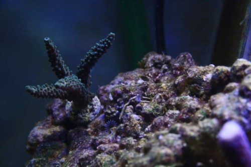 Koral 11 - Acropora pulchra?