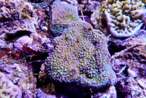 121212 Decocean (19 of 114).jpg