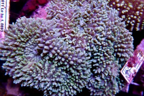 121212 Decocean (34 of 114).jpg