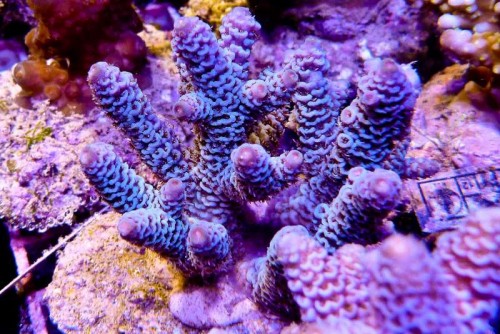 121212 Decocean (71 of 114).jpg