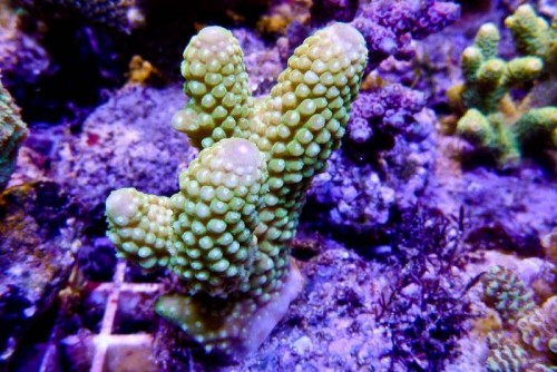 121212 Decocean (70 of 114).jpg