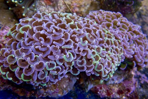 121212 Decocean (66 of 114).jpg