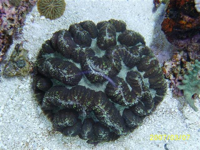 SA552527 (Medium) (Small).JPG