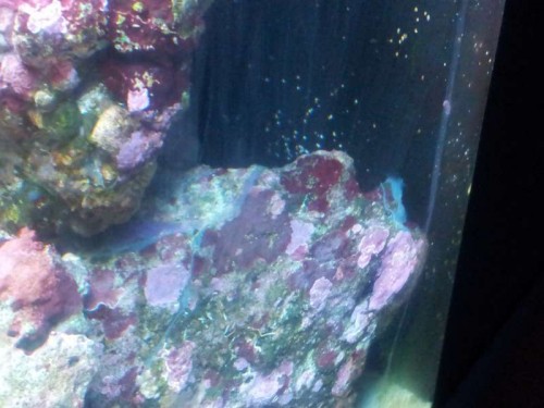 20121219_175253.jpg (46.09 KiB) Vist 1121 gange Det er det blå ovenpå min LS jeg undre mig over