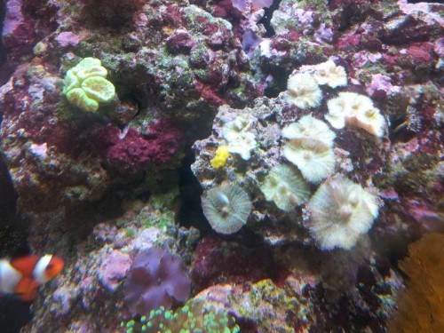 484.jpg (73.74 KiB) Vist 1031 gange Det er den gule fætter