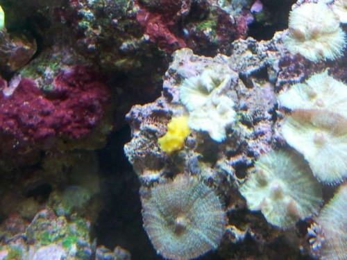 485.jpg (58.57 KiB) Vist 1031 gange Det er den gule fætter