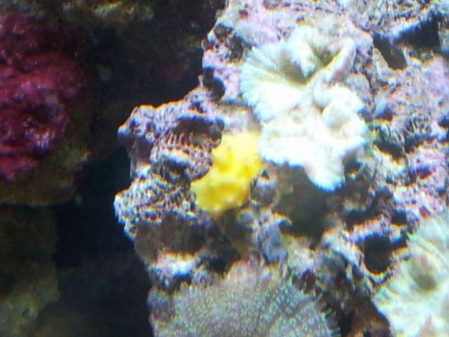 487.jpg (48.97 KiB) Vist 1031 gange Det er den gule fætter