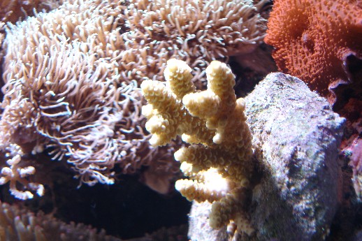 Fin gul acropora?
