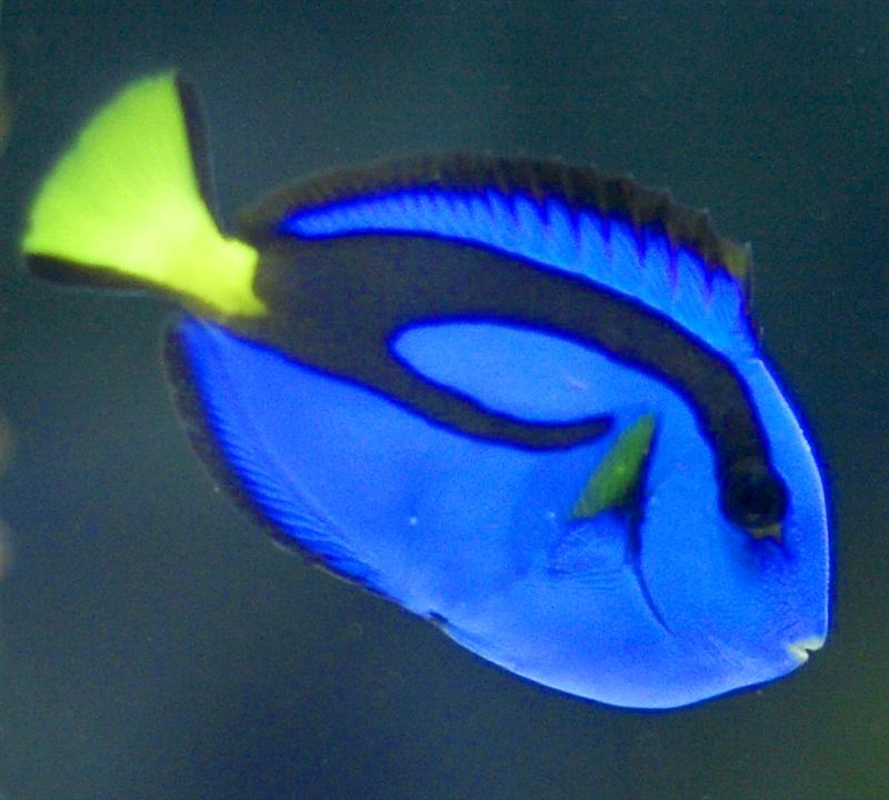 Blaa_1_ed (Medium).jpg