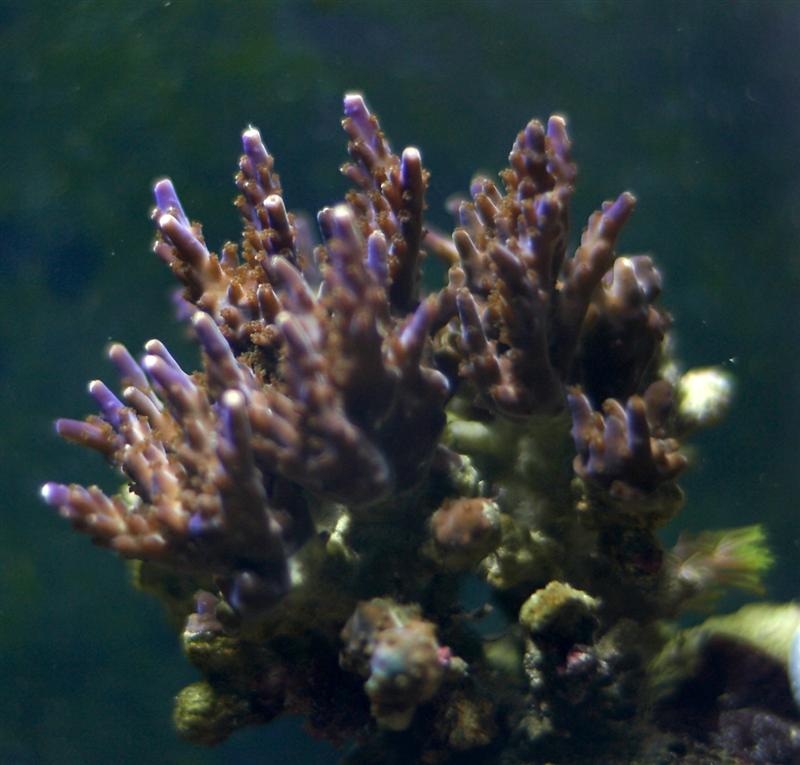 Acropora fra Lord Mike. Rigtig  nice!