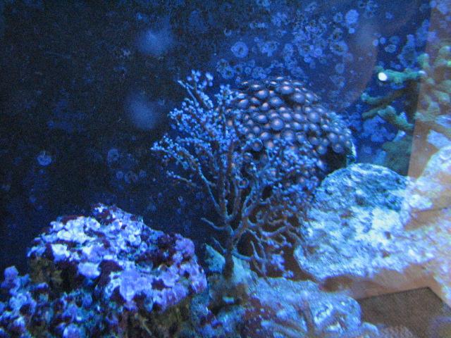 Billede 068 (Small).jpg