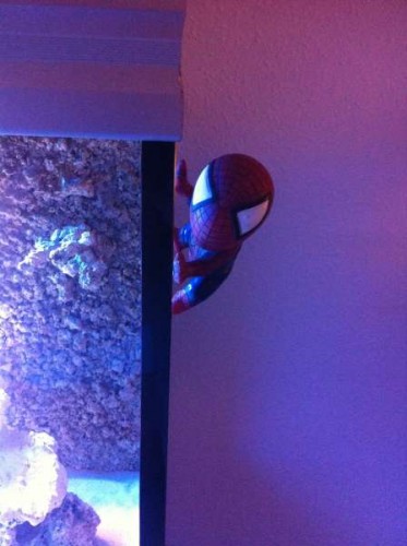 Spiderman vogter baljen...... =)