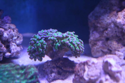 Frogspawn, den ser lidt kedelig ud.