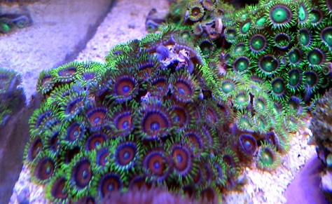 zoa stone.jpg