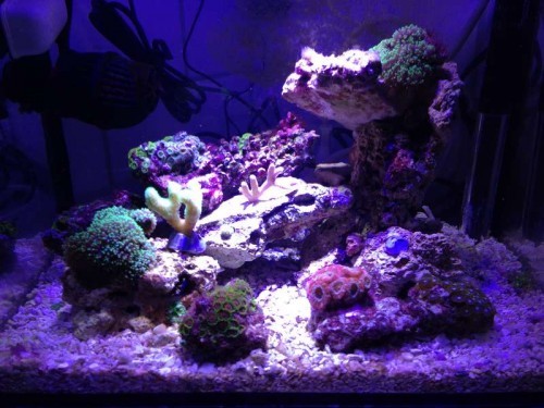 akvarie 22liter inden i.JPG