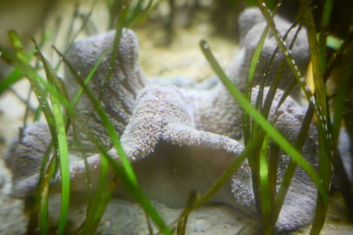 tæppeanemone