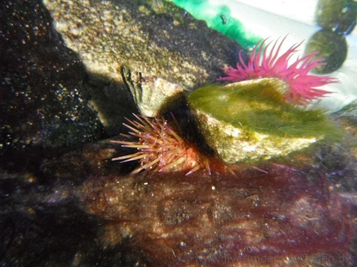 13.14 blærerod 1.jpg (200.84 KiB) Vist 2118 gange Søpindsvin og perlerandet søanemone