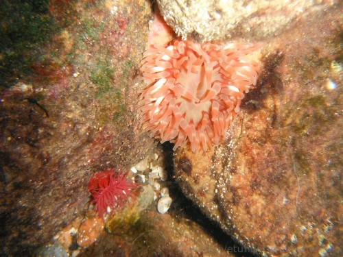 13.14 blærerod 3.jpg (258.99 KiB) Vist 2118 gange Perlerandet og stor søanemone