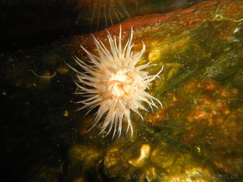 13.14 blærerod 8.jpg (194.12 KiB) Vist 2118 gange Ukendt anemone