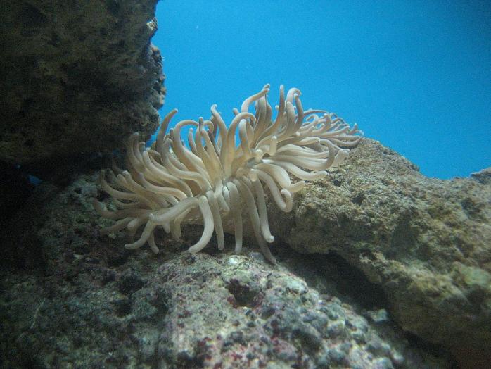 Søanemonen