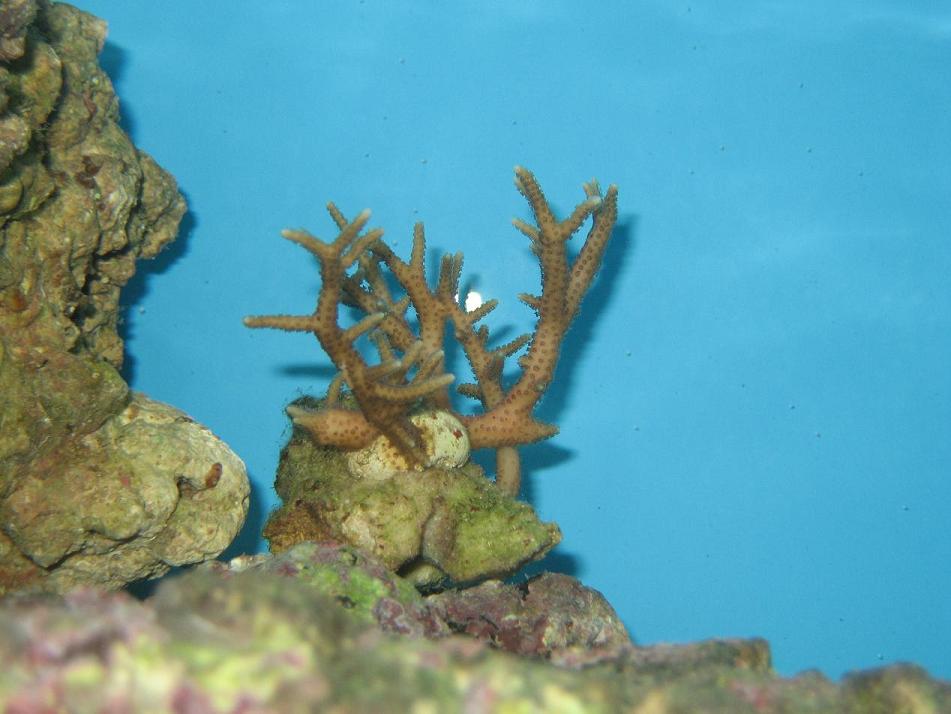 Lyserød hystrix
