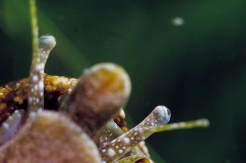 strombidae.jpg