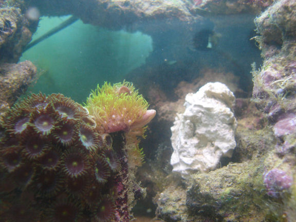 Stjernepolyp selvlysende.JPG