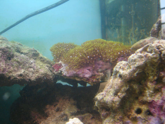 Stjernepolyp.JPG