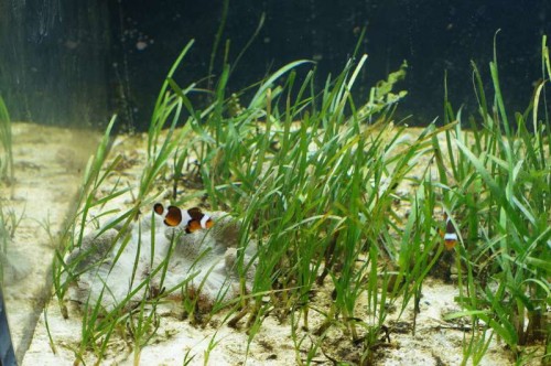 akvarie.jpg