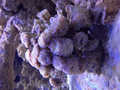 Hammer koral