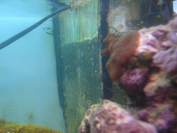 montioapora digitata.JPG