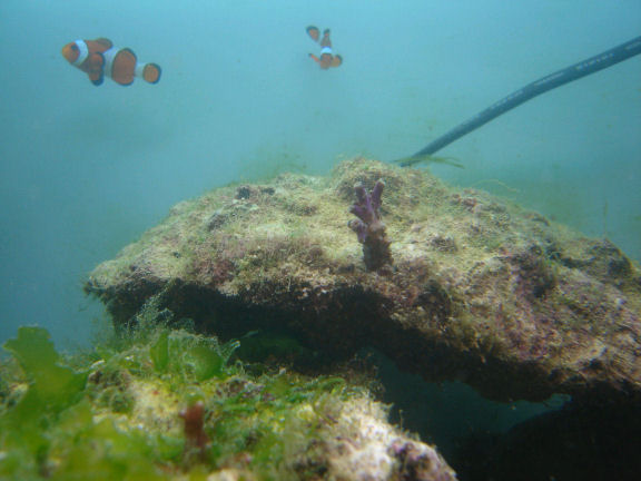 Fragment + klovnfisk.JPG