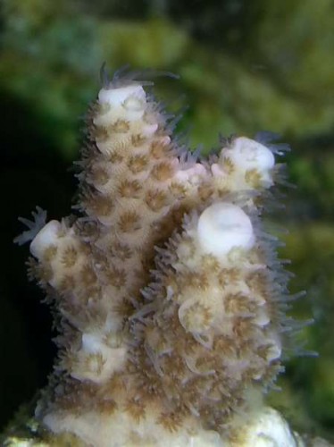 Acropra Millepora, lyserød.