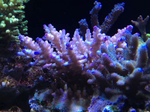 Yndlings acropora. Sart lyserød base, lilla tipper, blå polypper. Bunden brun med skriggrønne polypper. Mange farver på én acropora.