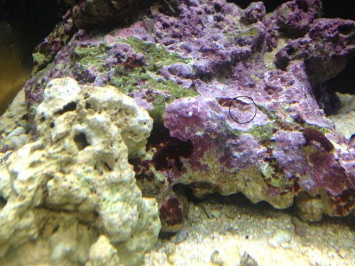 akvarium cirkel.jpg (71.07 KiB) Vist 1619 gange tingen