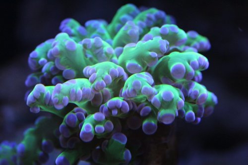 frogspawn.jpg