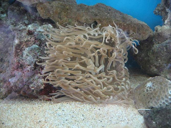 En fin anemone