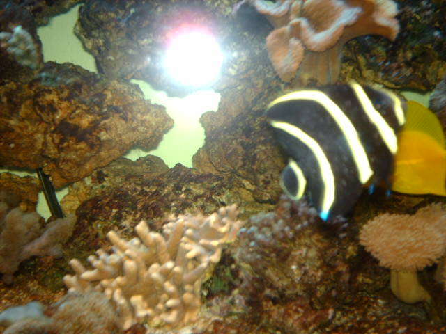 Den er knald sort med helt gule streger..