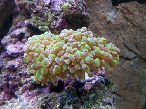 Euphyllia klase 1