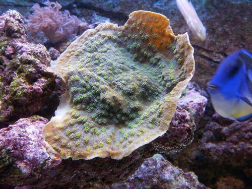 Echinophyllia