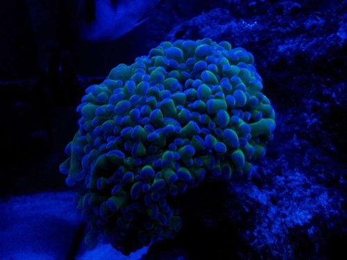 Månelys Euphyllia - mere neon i virkeligheden