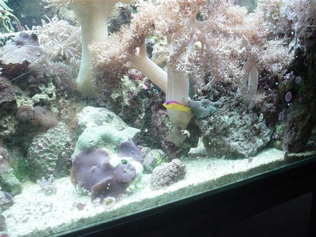 Pictichromis diadema meget sky fisk, dette er kun en ud af meget få gange den har været fremme i det fri