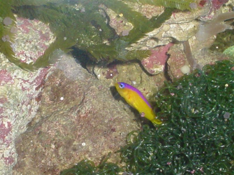 Pictichromis diadema