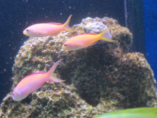 Anthias.JPG