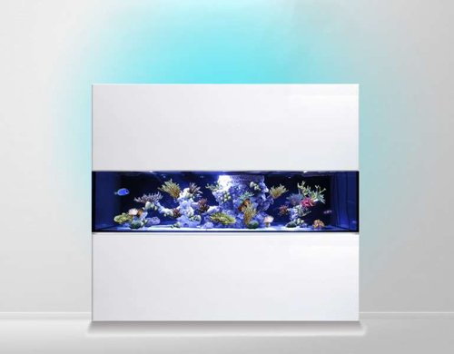 reef%20tank%20with%20corals.jpg