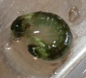 Ukendt, men den er fandme sur!