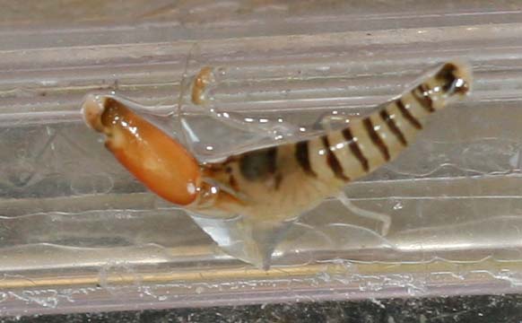 Muligvis en pistolreje?