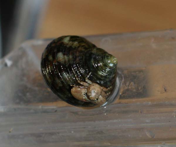 En snegl med en krabbe på