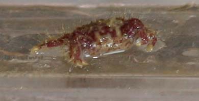 En rød krabbe med masser af små &amp;quot;hår&amp;quot; .. nu kan jeg bedre forstå hvorfor jeg har lidt ondt i en finger, den har jeg brændt mig på.